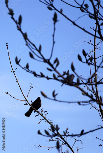 silhouette of a blackbird on the magnolia branch in the garden