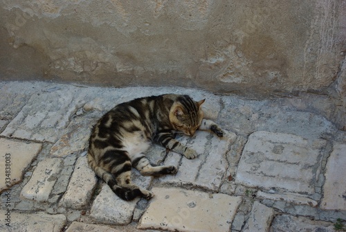 Brown striped domestic cat sleeping on a paved street of the old city. Close-up. Summer day.