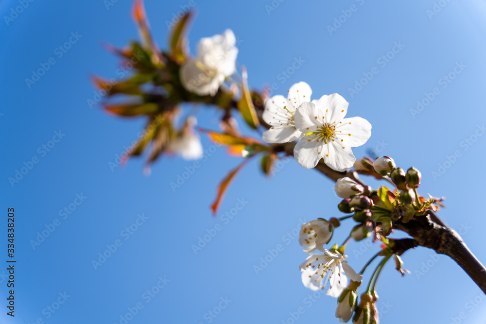 flowers of cherry tree in spring flowers of cherry tree in spring