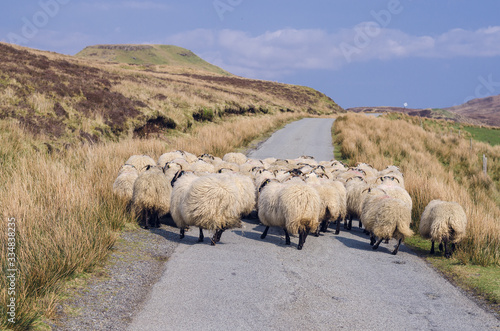 Scotish sheep running to the pasture