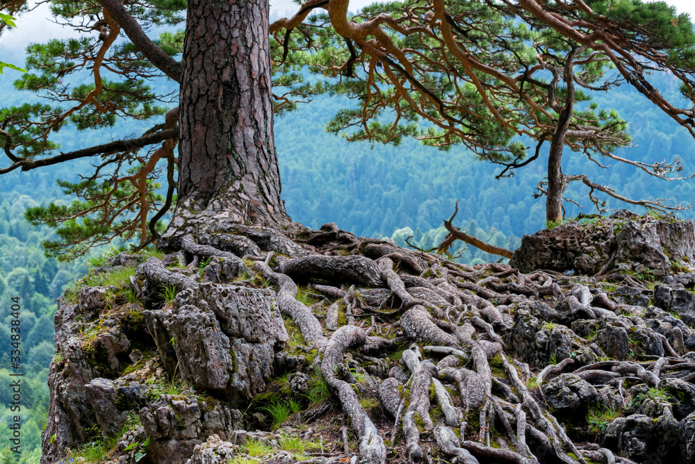 Scenic landscape with mountain pine and spruce forest Scenic landscape with mountain pine and spruce forest
