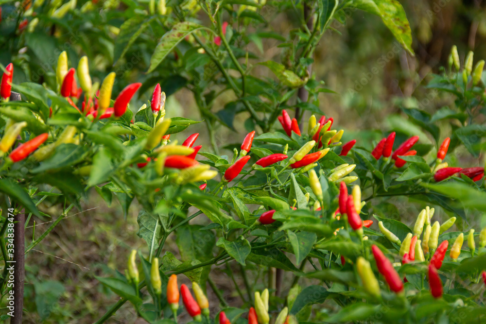 Health plant of chili pepper 