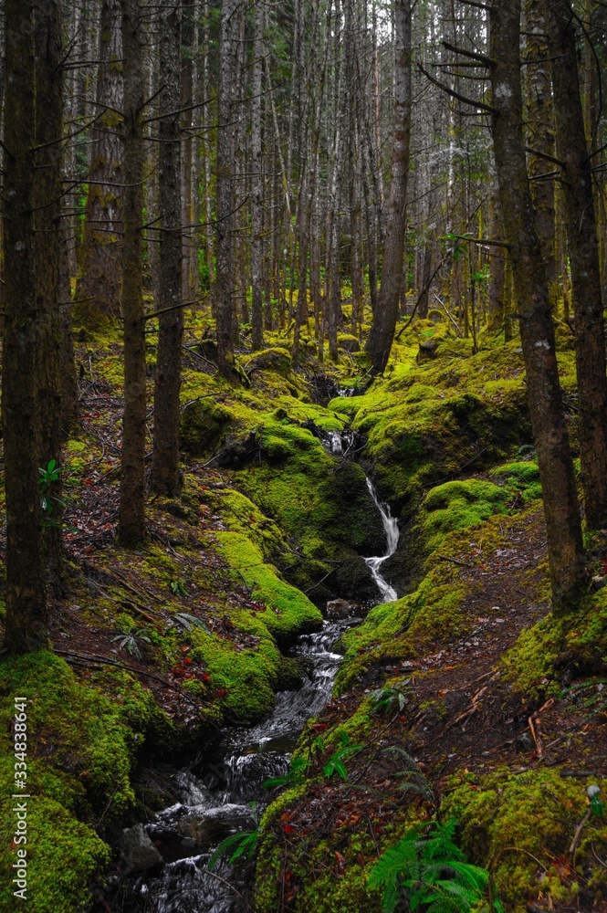 Mossy green forest and little creek seen from Glencoe Lochan Trail, in the Scottish Highlands, in Scotland Mossy green forest and little creek seen from Glencoe Lochan Trail, in the Scottish Highlands, in Scotland