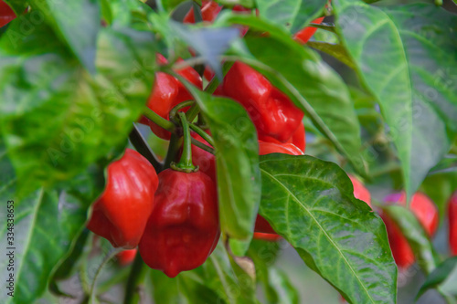 Health plant of chili pepper 
