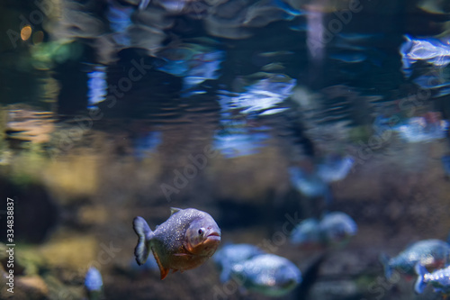 Predatory fish of piranha in the natural environment of encirclement.