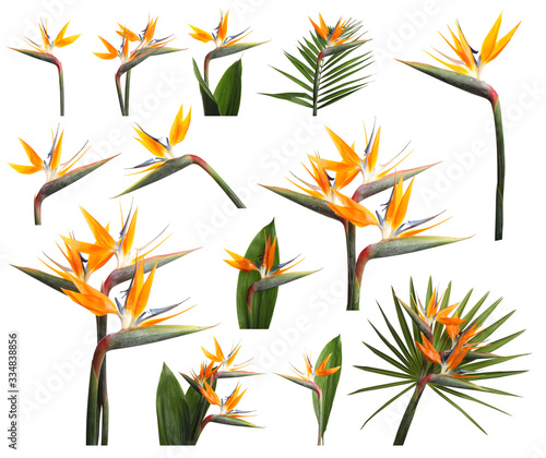 Set with beautiful Bird of Paradise tropical flowers on white background