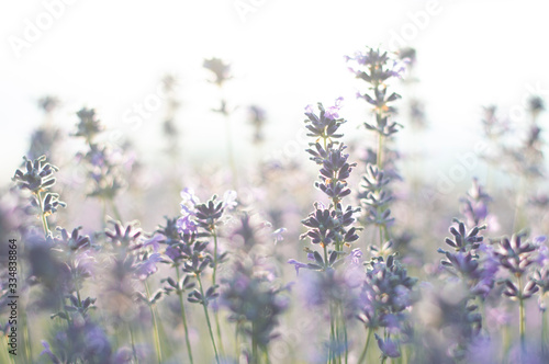 Lavender. Lavender field. Violet background 