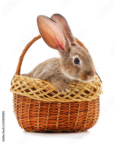 Rabbit in the basket.