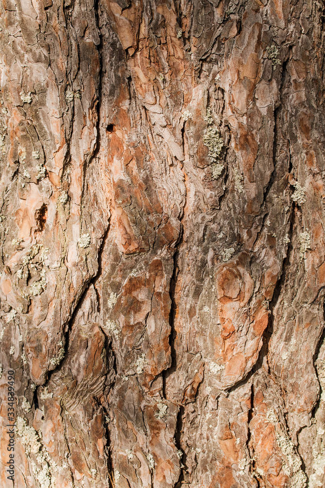 The bark of old pine tree texture, background The bark of old pine tree texture, background