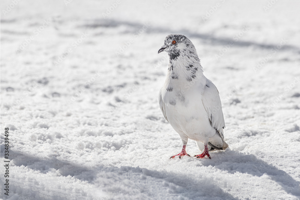 White and gray pigeon with bright eyes and red legs is walking in the park in winter White and gray pigeon with bright eyes and red legs is walking in the park in winter