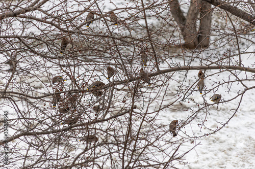 Gray and red Bohemian waxwing or Bombycilla garrulus birds are on a branch of wild apple tree in the park in winter on a blurred gray sky background