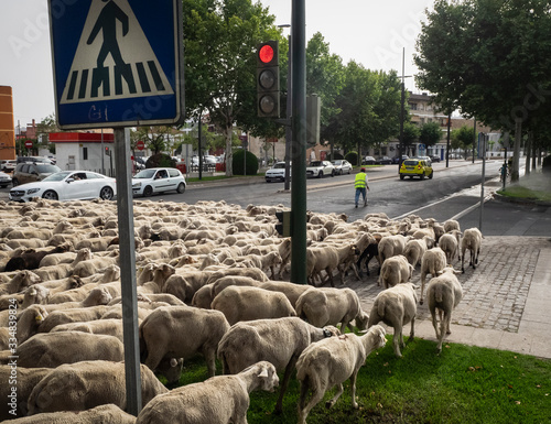 Un rebaño de ovejas migrando por el semáforo de la ciudad de Cordoba durante la trashumancia de ese año. photo