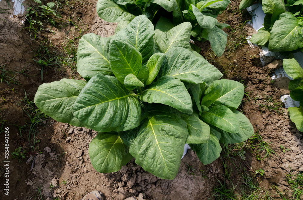 view of tobacco plantation in south america view of tobacco plantation in south america