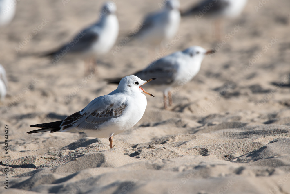Seagull on the beach with an open beak Seagull on the beach with an open beak