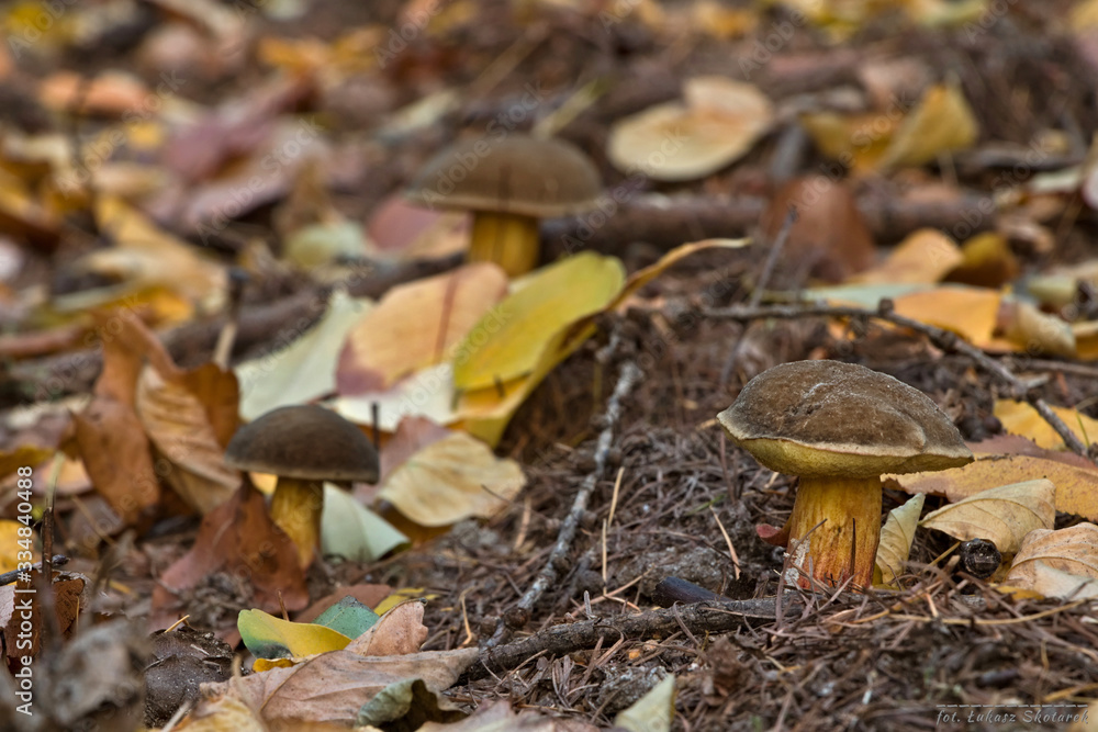 Muschrooms with leaves in the autumn forest Muschrooms with leaves in the autumn forest