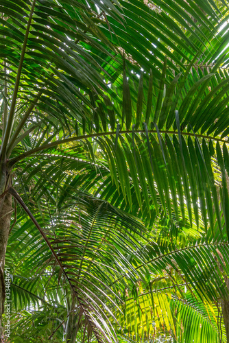 Under the Palms in the Rainforest