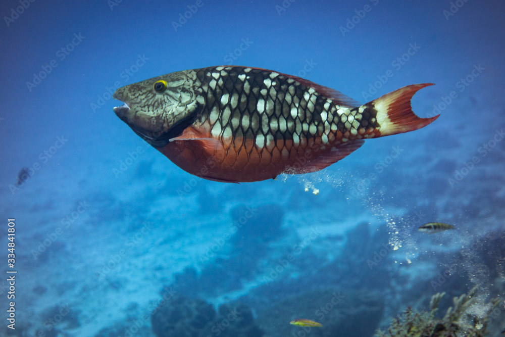 Parrot Fish Making Sand