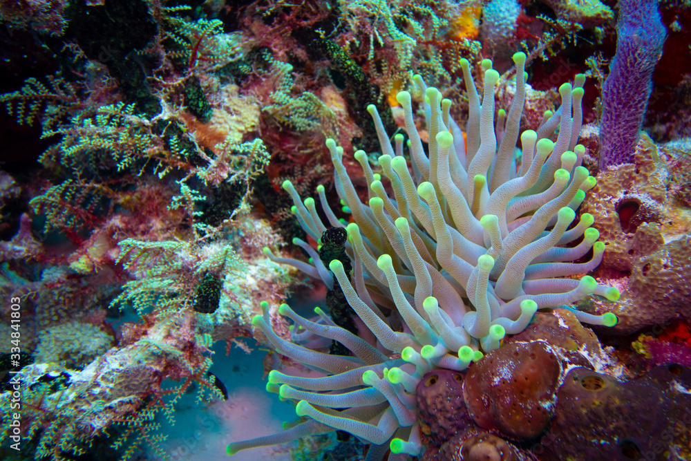 Anemone on the Reef