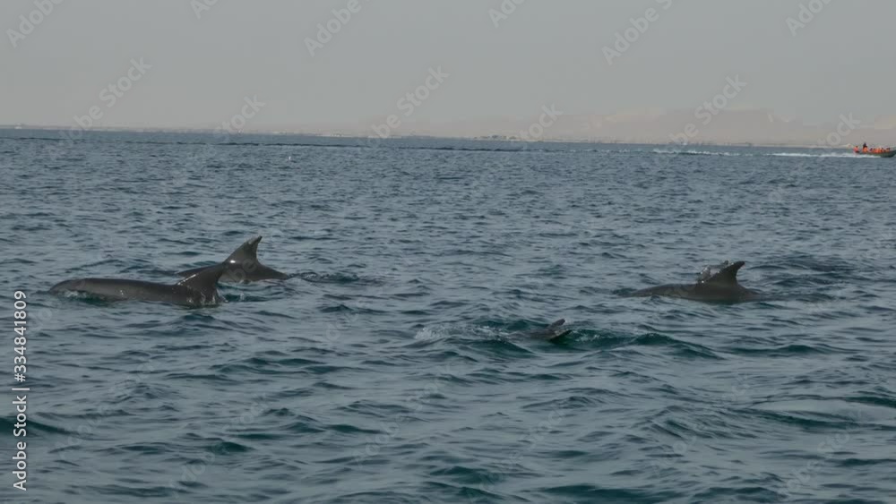 Tracking shot of a pod of dolphins swimming and jumping in sea open waters with mountains in background Tracking shot of a pod of dolphins swimming and jumping in sea open waters with mountains in background