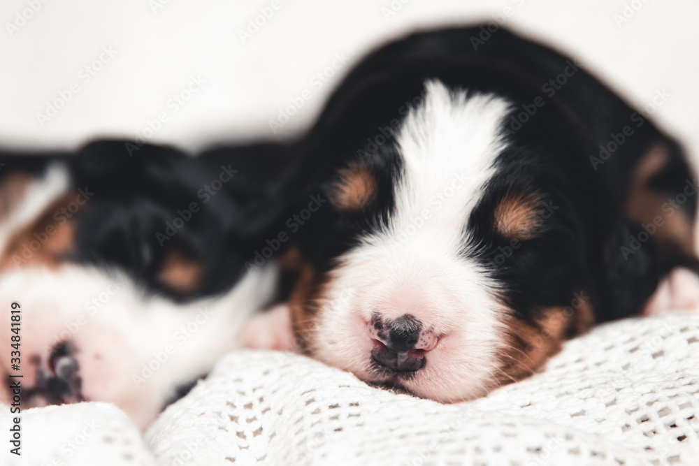 Little puppy of Bernese Mountain Dog in bed. Cute animals Little puppy of Bernese Mountain Dog in bed. Cute animals