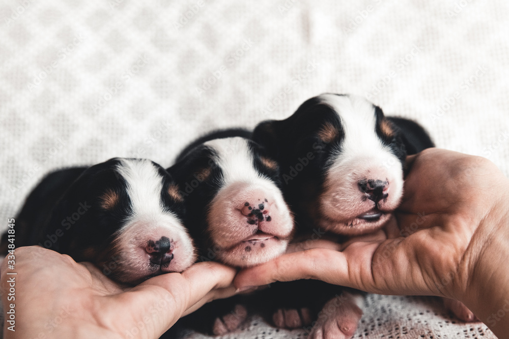 Little puppy of Bernese Mountain Dog in bed. Cute animals Little puppy of Bernese Mountain Dog in bed. Cute animals