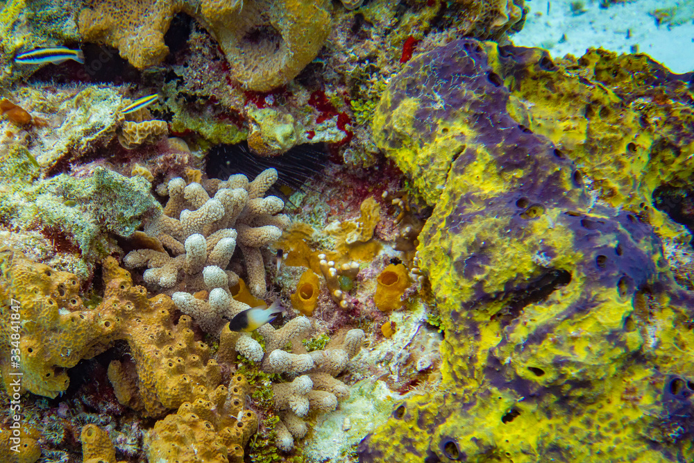 Very Hidden Lion Fish in the Colorful Coral