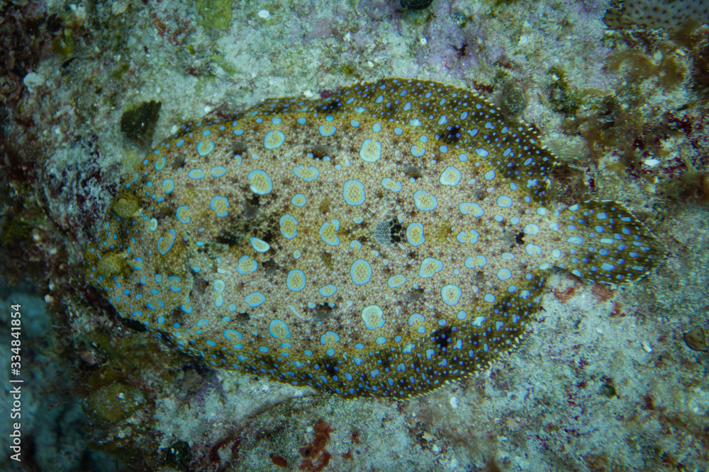 Peacock Flounder