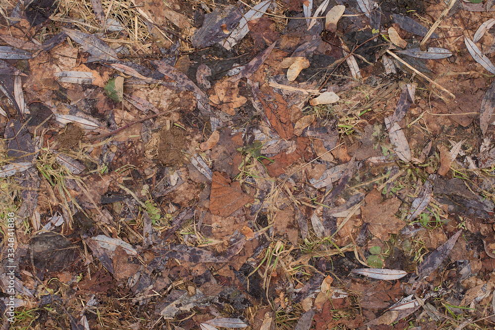 Texture of winter dry leaves on the ground. Autumn leaves in forest underfoot. Forest leaves surface. Mountain leaves structure, overhead shot. Forest foliage surface. Forest pathway texture.
