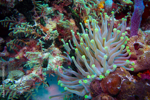 Obraz na płótnie Anemone on the Reef w salonie
