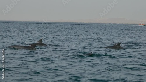 Wallpaper Mural Tracking shot of a pod of dolphins swimming and jumping in sea open waters with mountains in background Torontodigital.ca