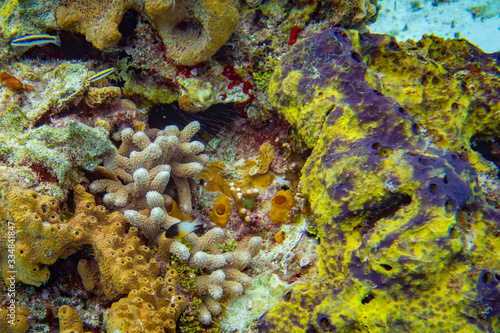 Obraz na płótnie Very Hidden Lion Fish in the Colorful Coral w salonie