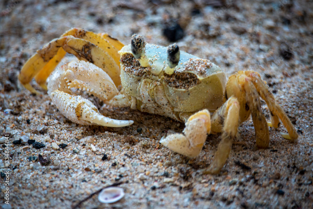 Crab On The Beach Crab On The Beach