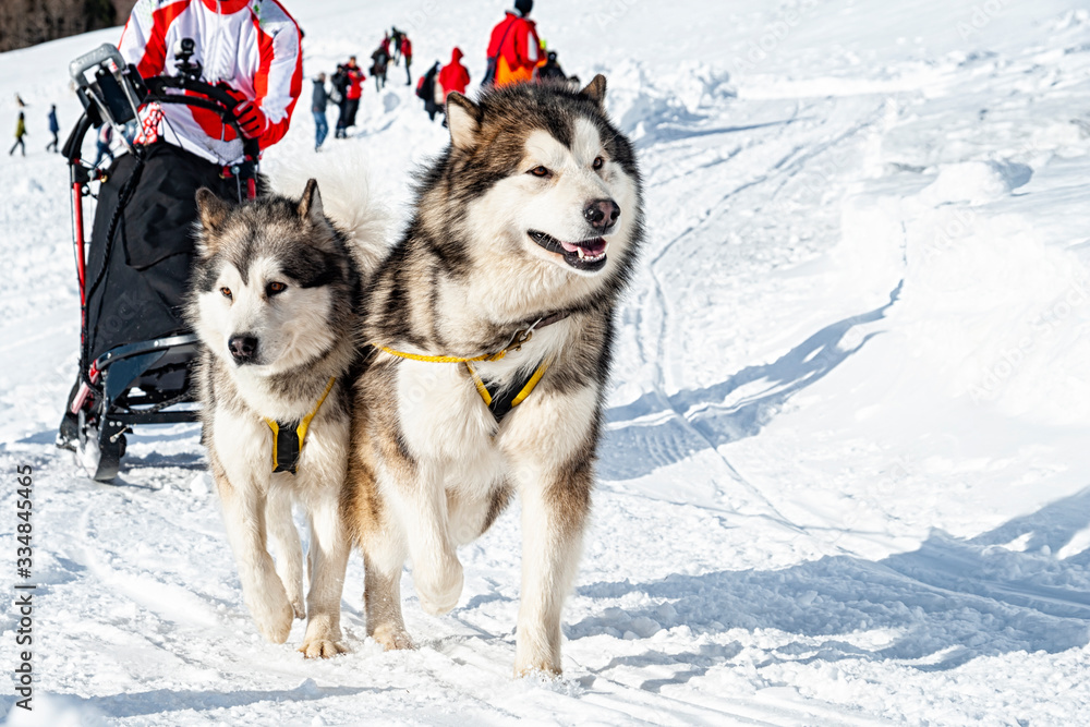 Sleddog scene in the italian alps