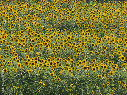 Farm with sunflower plantation in large quantities