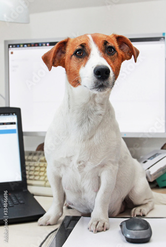 pregnant jack russell terrier is sitting at his desk and asking for a walk, Scandinavian design, quarantine, Covid 19. Coronovirus in the world. Self isolation © Nataliia Makarovska