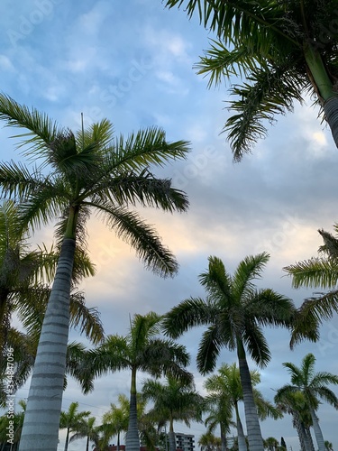 palm trees in the morning