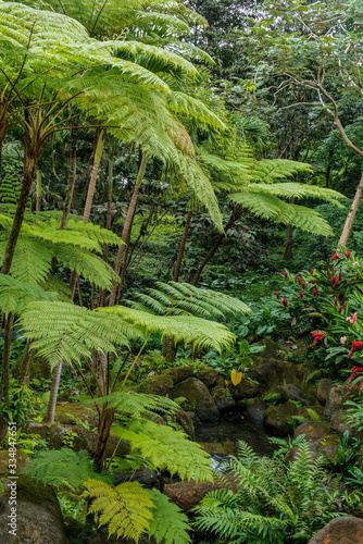 Rainforest Vegetation with Flowers