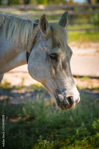 Portrait of white old horse. Farm animals. Green Grass. © artiom.photo