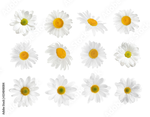 Set of beautiful chamomile flowers on white background © New Africa