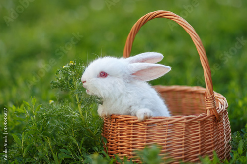 white rabbit sitting in a basket, eating grass, Easter © Елена Бурова