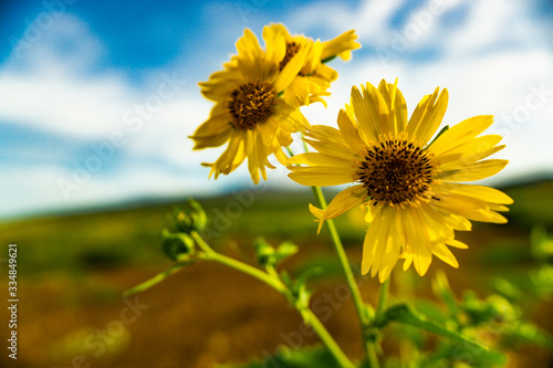 Bright yellow wild sunflowers against a blurred blue clouded sky on a summer day in Hawaii. Yellows Blues  Blurred background 