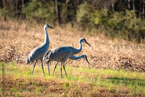 Sandhill Cranes foraging in the grass at Hiwassee Wildlife Sanctuary in Birchwood Tennessee. 
