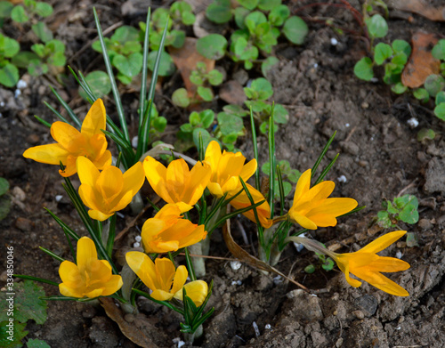 yellow, spring flowers bloomed in a flowerbed in a park