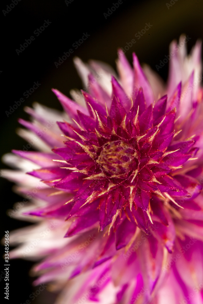 Macro photography very colourful flowers.