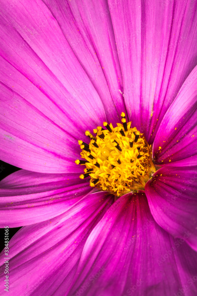 Macro photography very colourful flowers. Macro photography very colourful flowers.