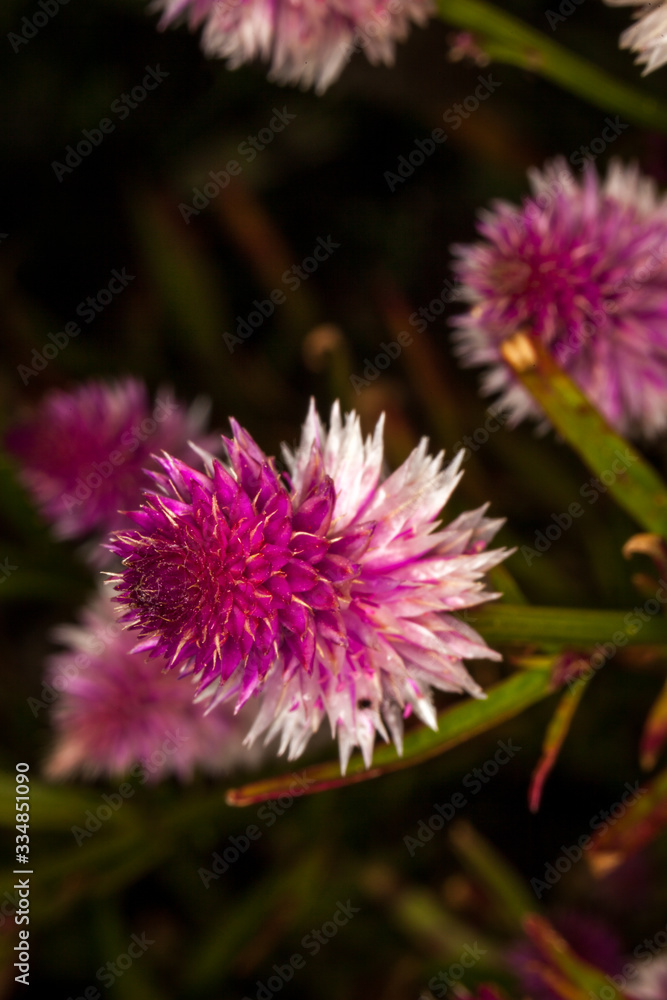 Macro photography very colourful flowers. Macro photography very colourful flowers.