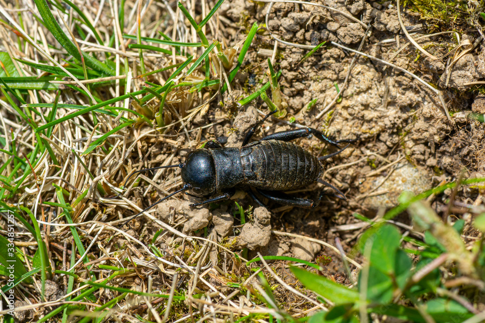 Field cricket in front of its burrow Field cricket in front of its burrow