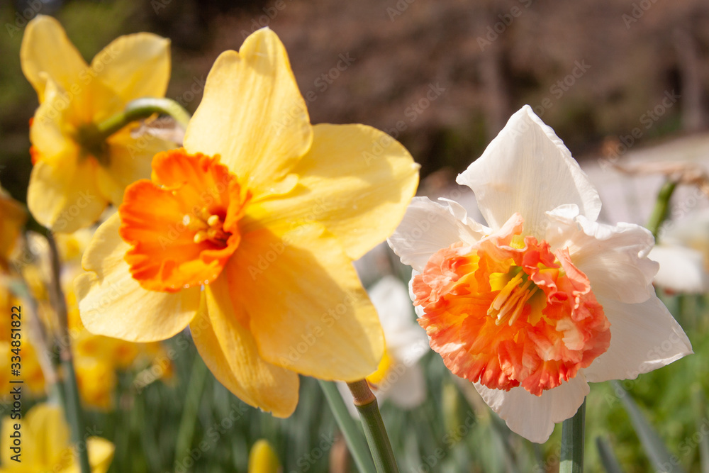 Fototapeta premium daffodil in garden