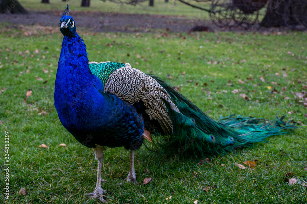 Fototapeta premium Beautiful peafowl (peacock) bird on green grass