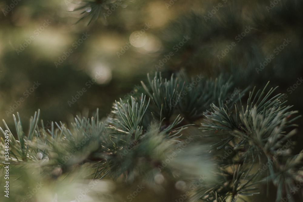 close up of pine needles